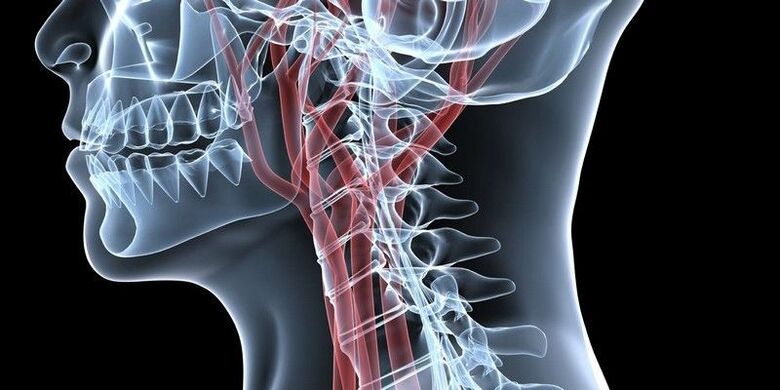 Blood vessels of cervical spine